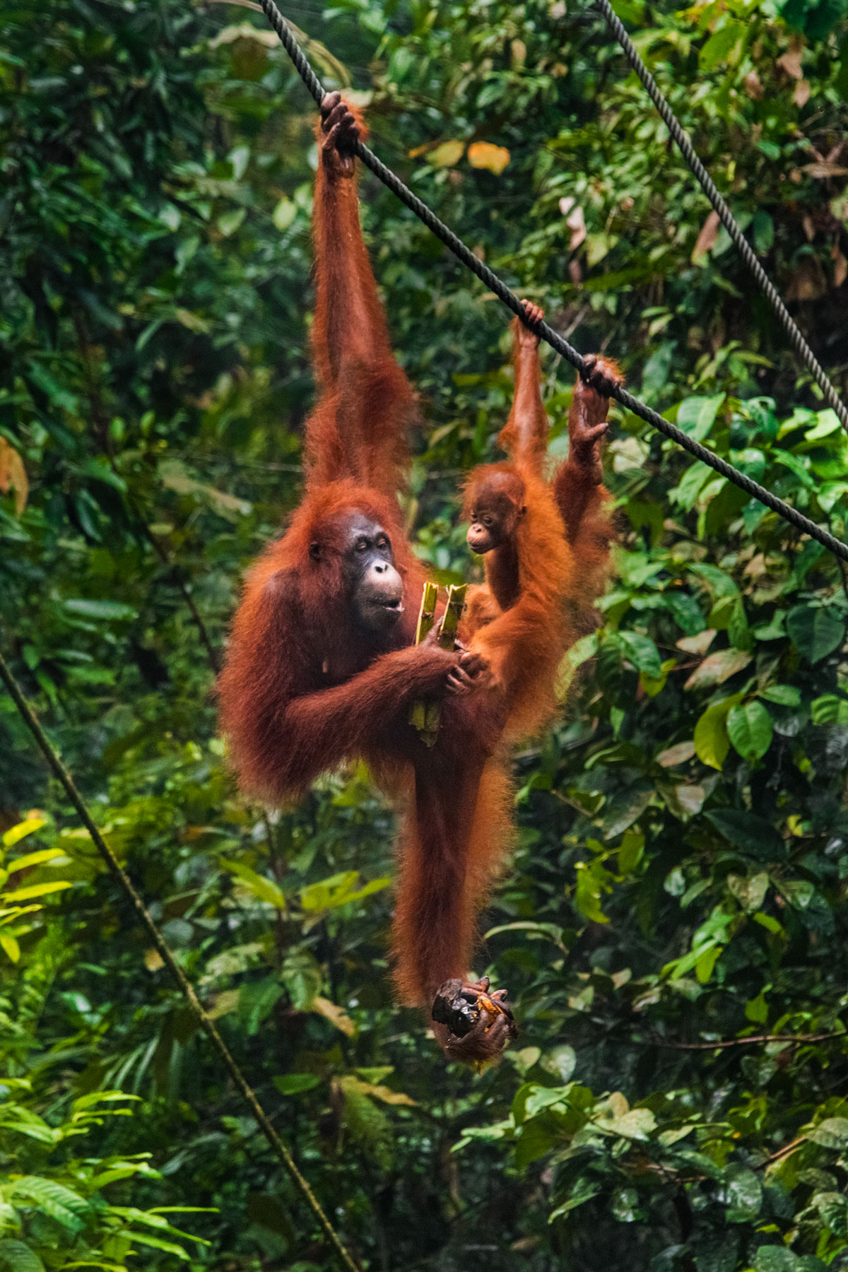 borneo-orangutan-baby-sarawak-wildlifes-animal-primate-rescrue-tree-top.jpg