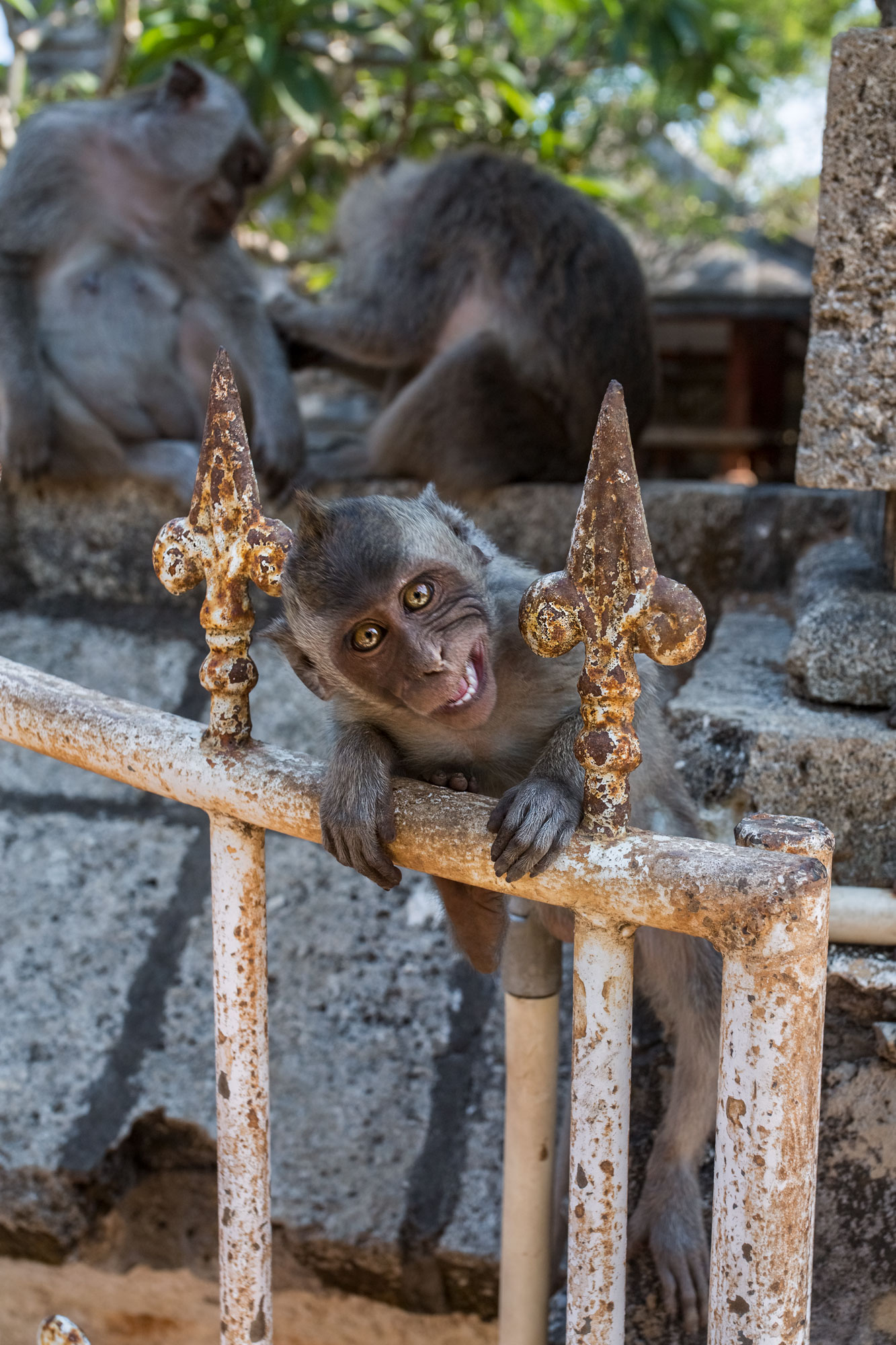 bali-uluwatu-monkey-temple-animal-macaque-indonesia-portrait-animal.jpg