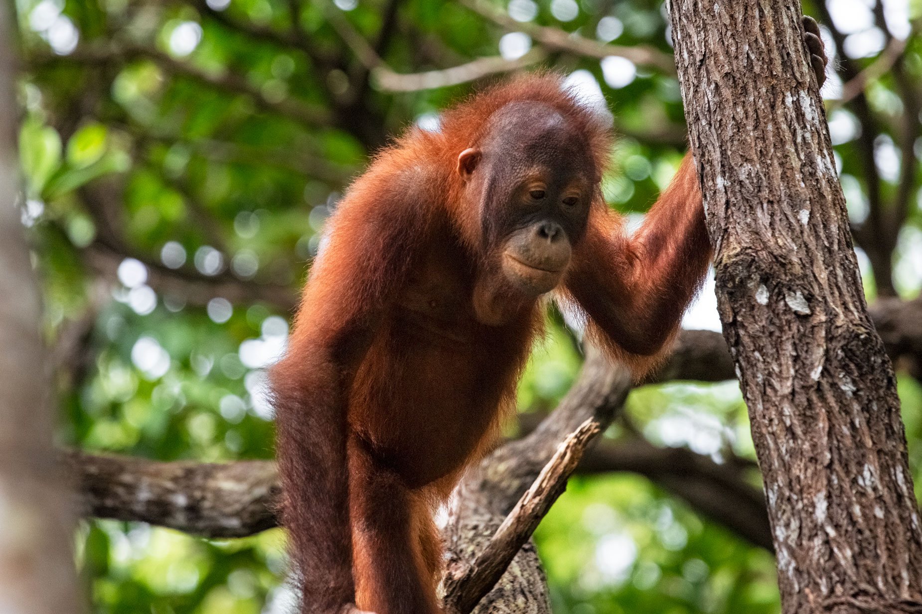 borneo-sabah-orangutan-forest-wildllife-portrait-wildlife-primates.jpg