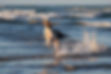 Christchurch-dog-pet-photography-session-cheap-custom