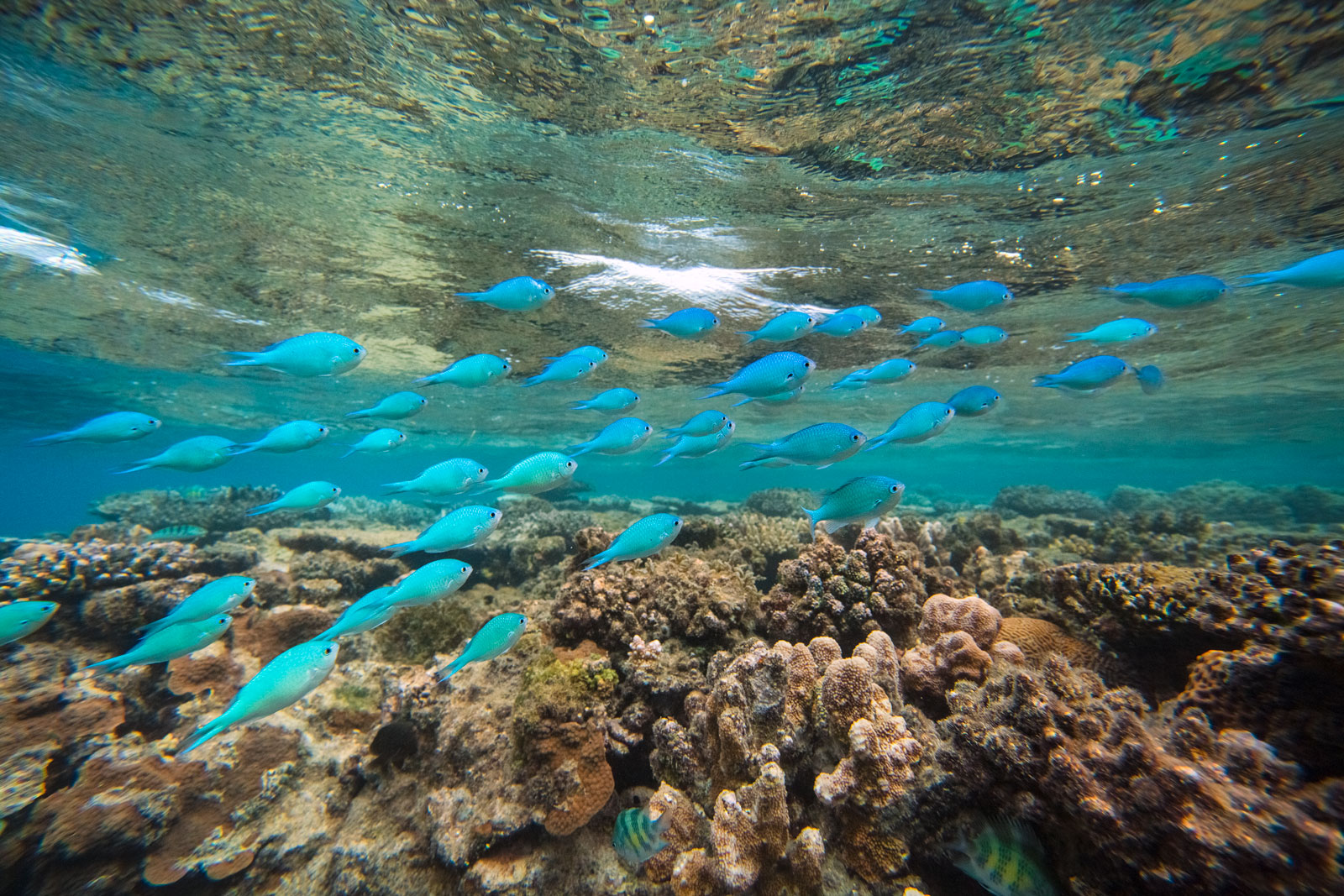 yasawas-islands-fiji-fish-south-pacific-underwater-sunrise-reef-corals-wildlife-seascape.j