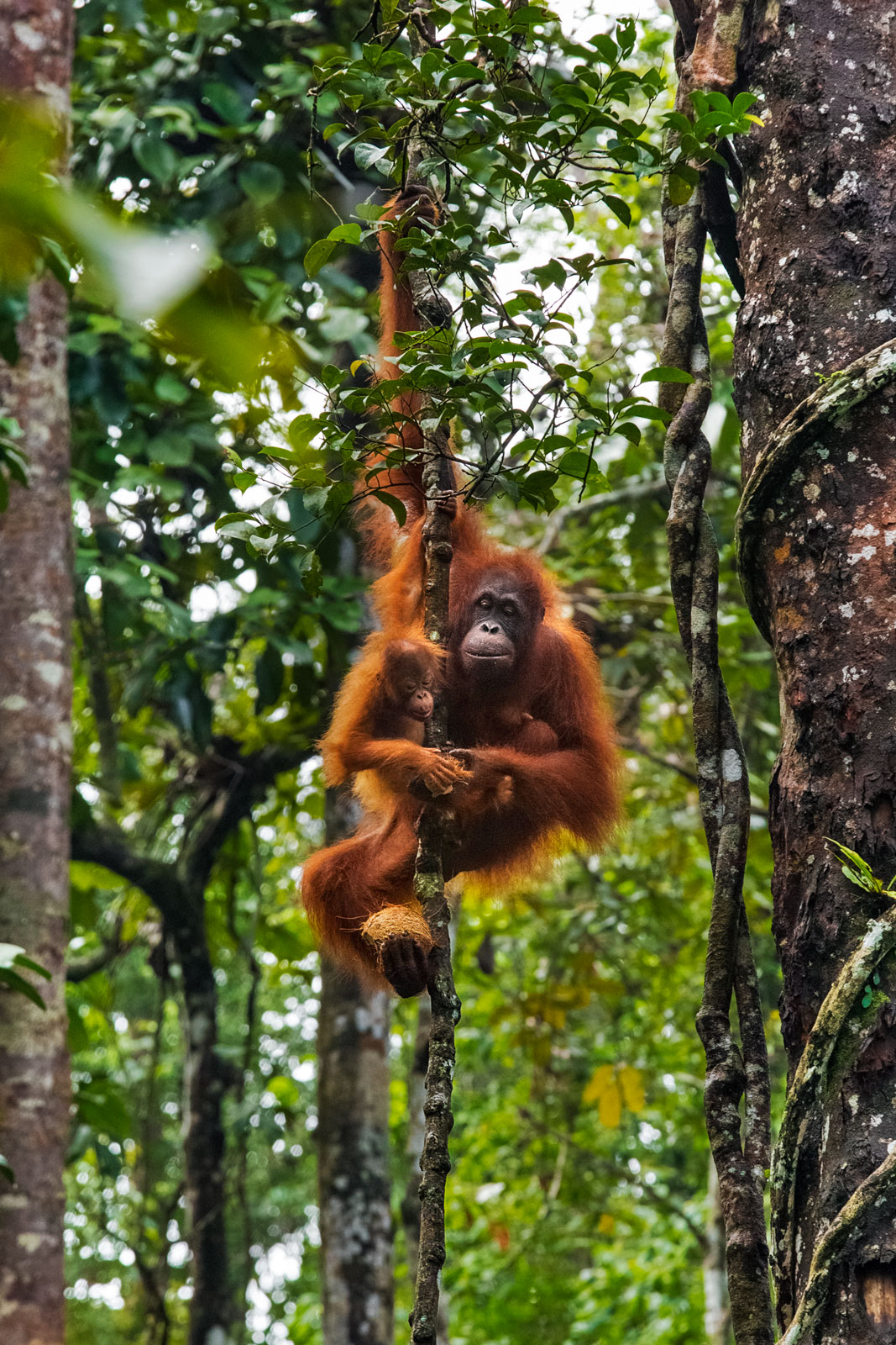 borneo-orangutan-baby-sarawak-malesya-wildlife-rescue-animal-primate-framily.jpg