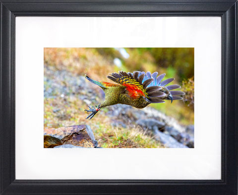 frame-black-landscape-wildlife-photography-edb-christchurch.jpg
