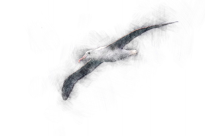 albatross-dunedin-digital-drawing-edb-.jpg