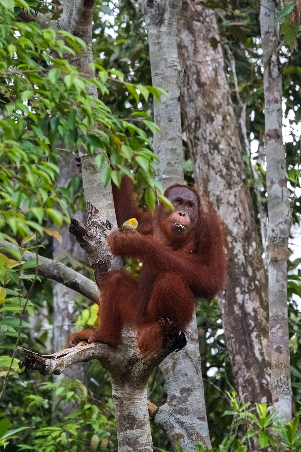 borneo-orangutan-sarawak-malesya-wildlife-rescue-animal-primates-photography-portrait.jpg
