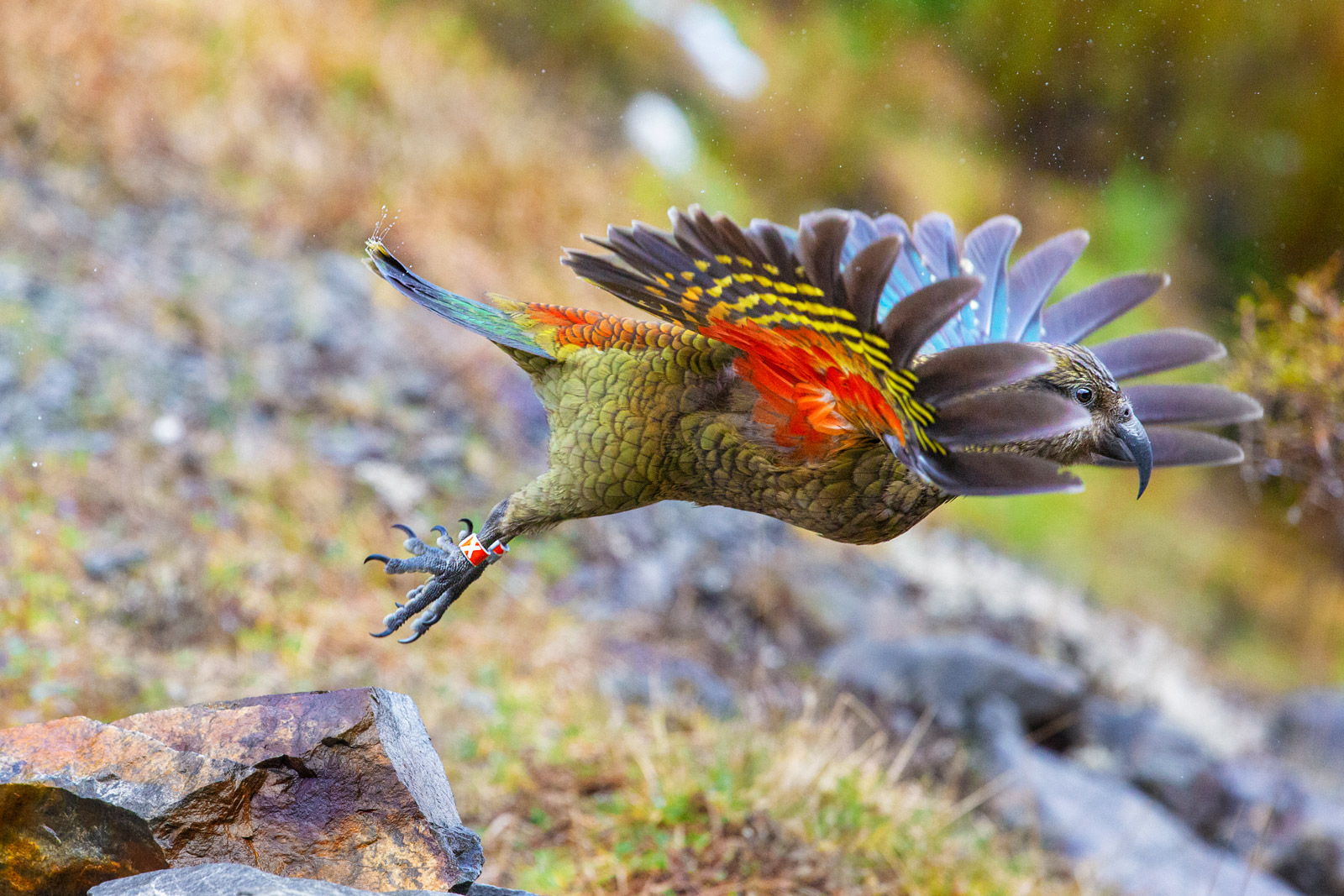 kea-parrot-arthurs-best-photography.jpg