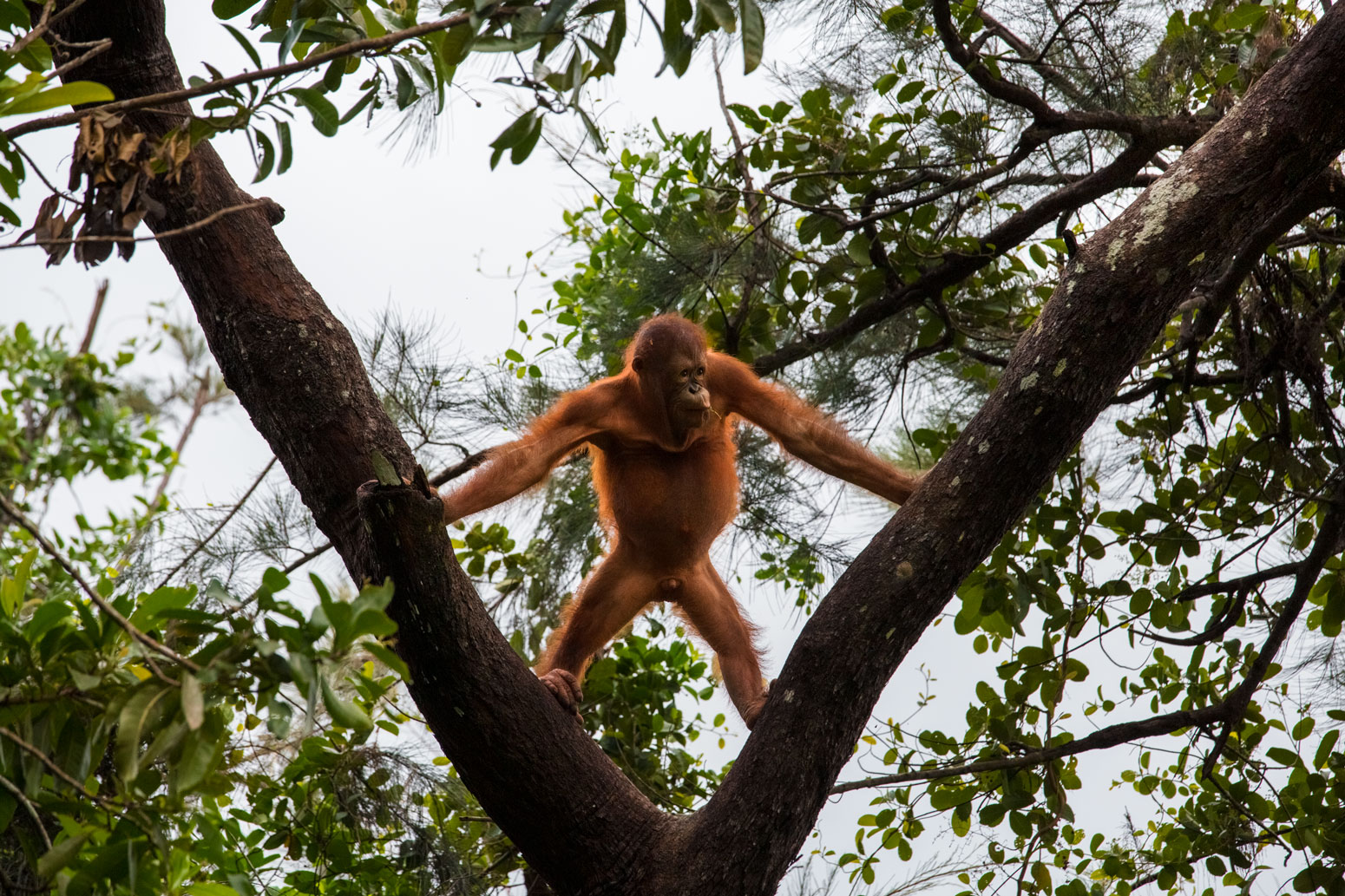 borneo-sabah-orangutan-forest-wildllife-portrait-wildlife-primates-edb-photography-lab.jpg