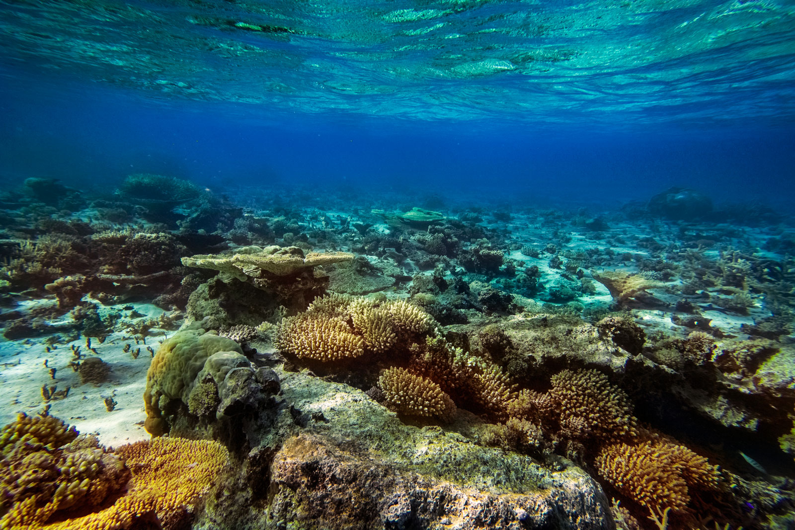 foa-island-coral-tonga-underwater lagoon-edb-photography-lab-matafonua-hapai-.jpg