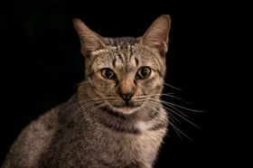 cat-photography-portrait-session-christchurch-feline.jpg