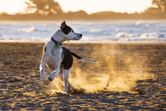 beach-session-dog-chistchurch-nz