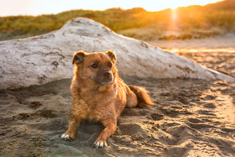pets-christchurch-beach-dogs-portrait-session-nz