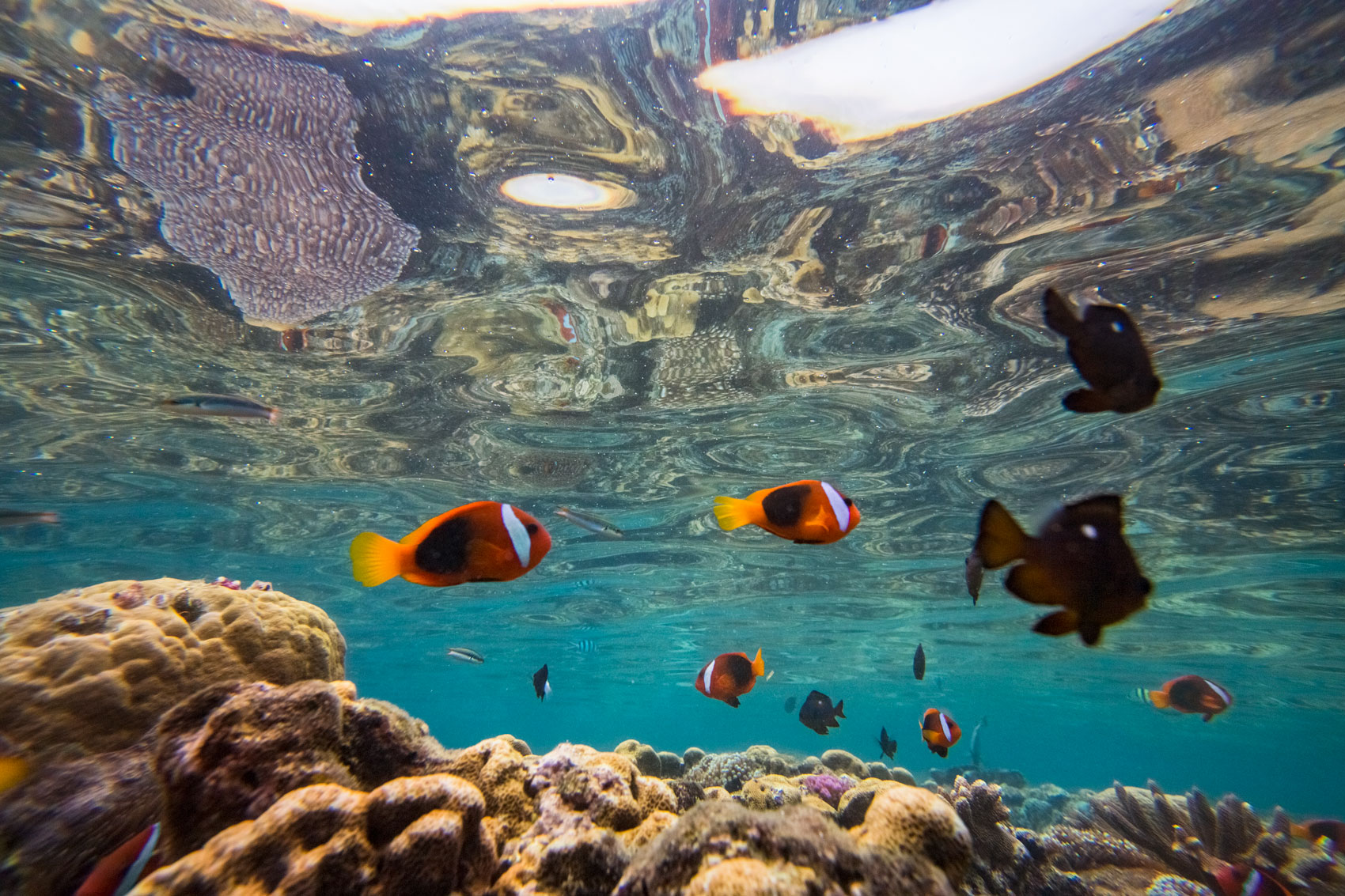 vanuatu-espiritu-santo-mele-island-hideaway-reef-corals-clown-fish-underwater-aquarium-nat
