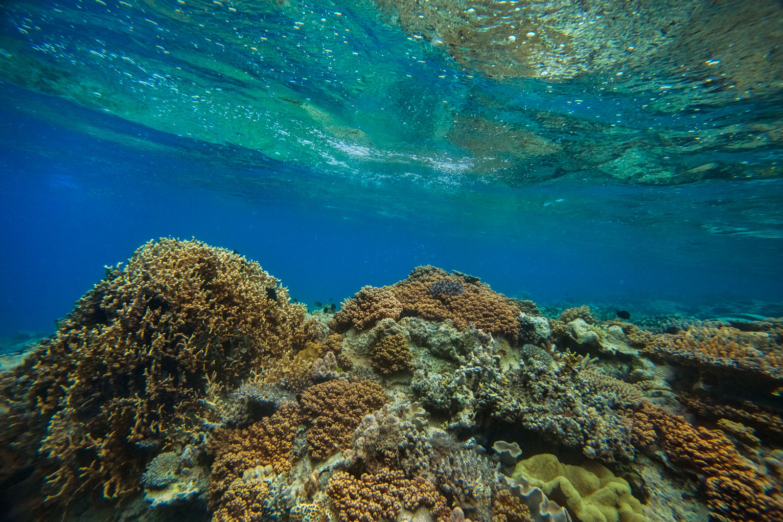 yasawas-islands-fiji-south-pacific-island-underwater-sunrise-reef-corals-light-seascape-sn