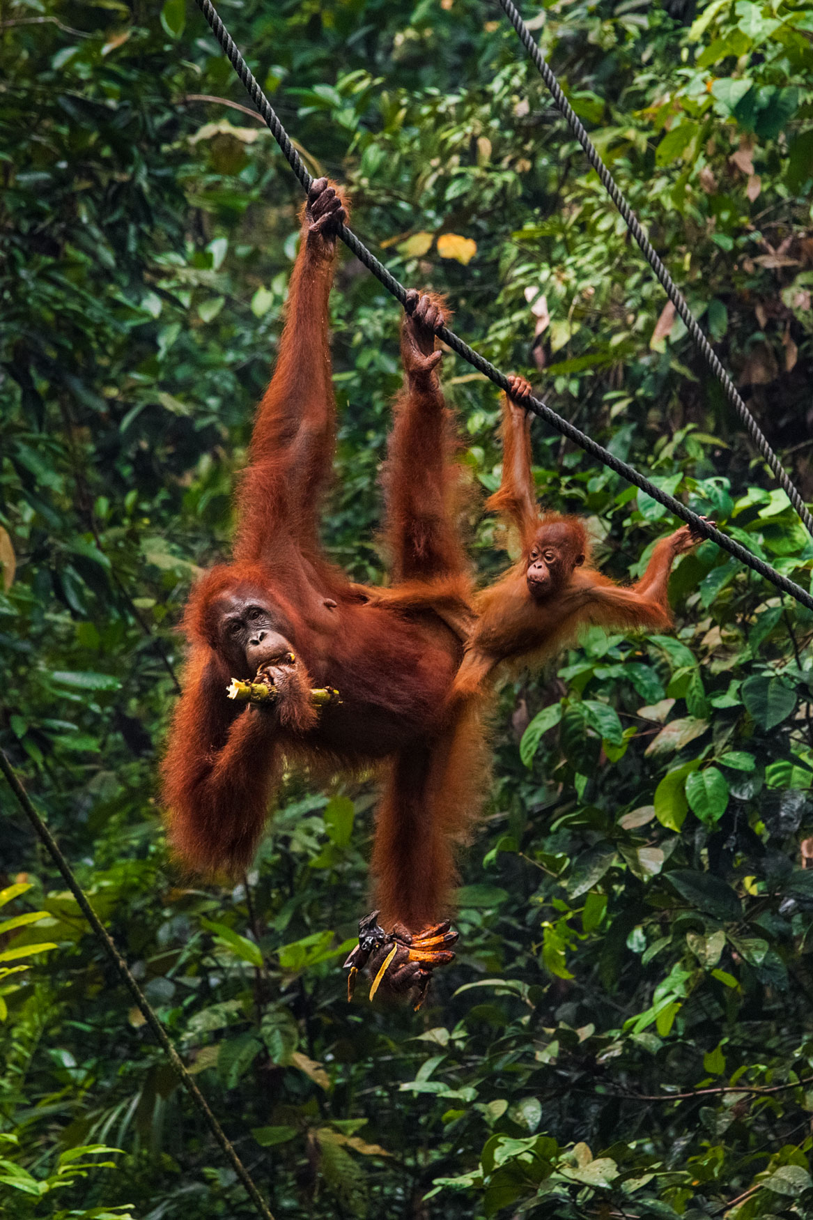 borneo-orangutan-baby-sarawak-malesya-wildlife-rescue-animal-primate-feeding.jpg