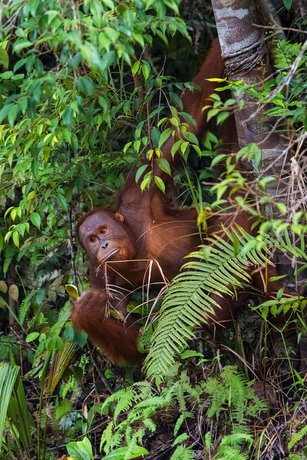 borneo-orangutan-sarawak-malesya-wildlife-rescue-animal-primates-photography.jpg