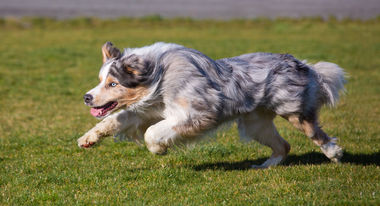 action-canine-photographer-australian-shepherd-christchurch-nz