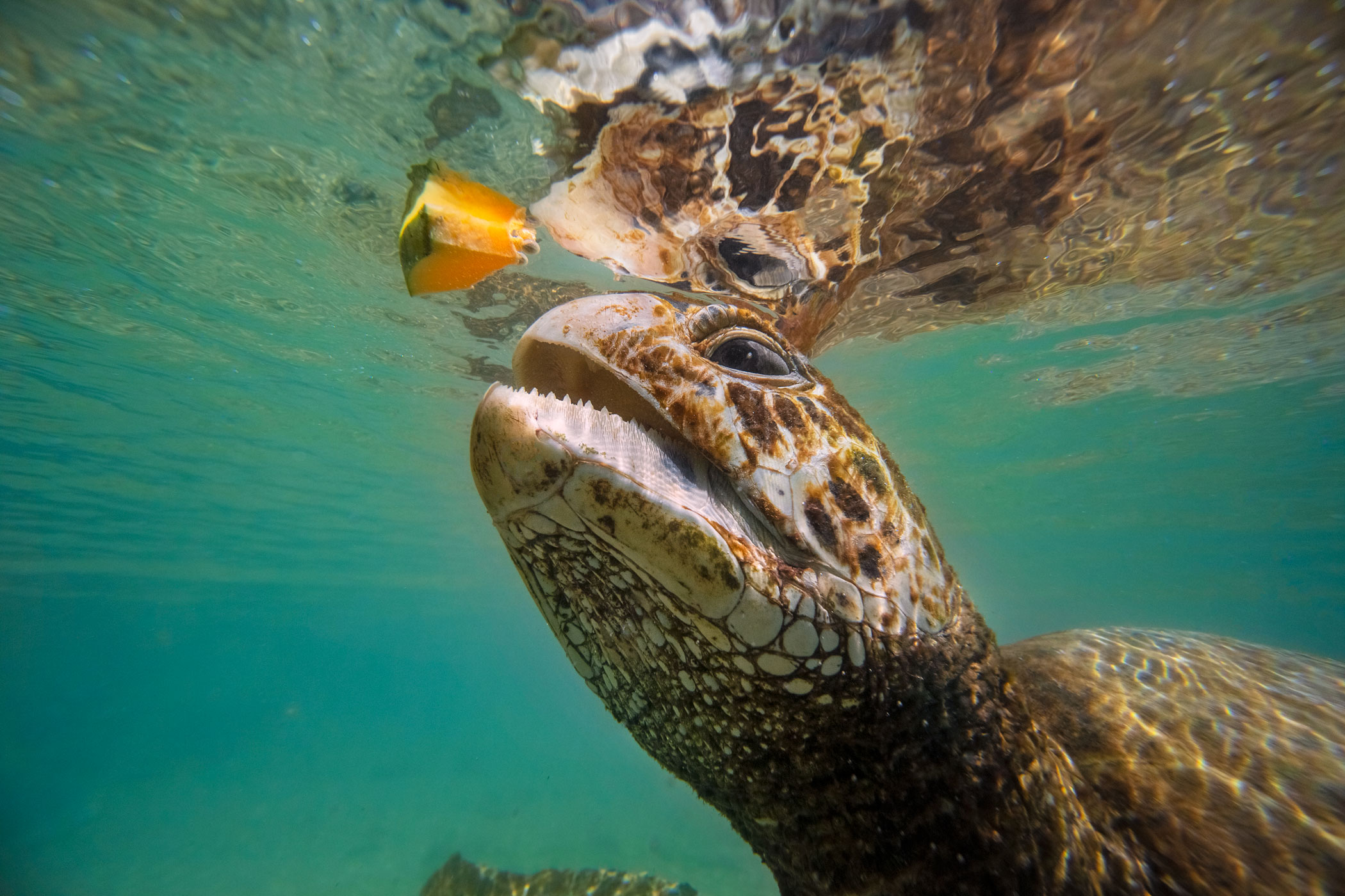 vanuatu-efate-island-sea-turtle-animal-portrait-photography-feeding.jpg