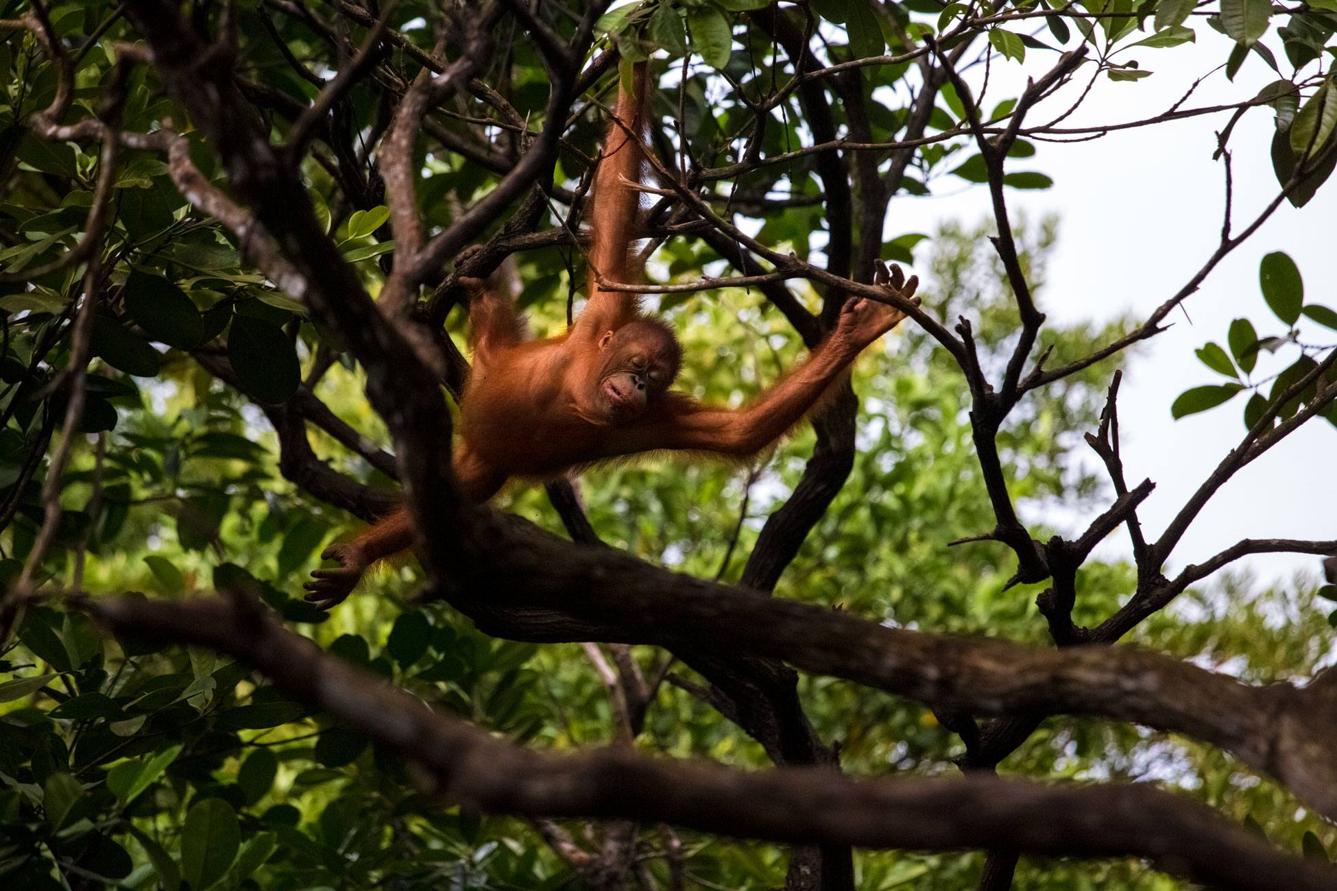 borneo-sabah-orangutan-forest-wildllife-portrait-wildlife-primates-environment.jpg