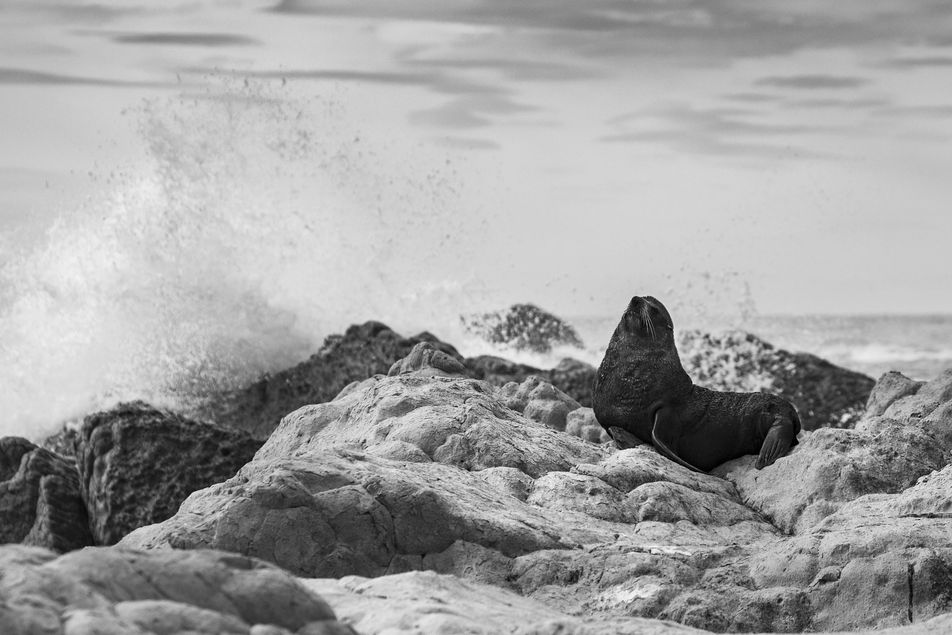 wildlife photography of a seal in kaikoura new zealand from edb photography lab