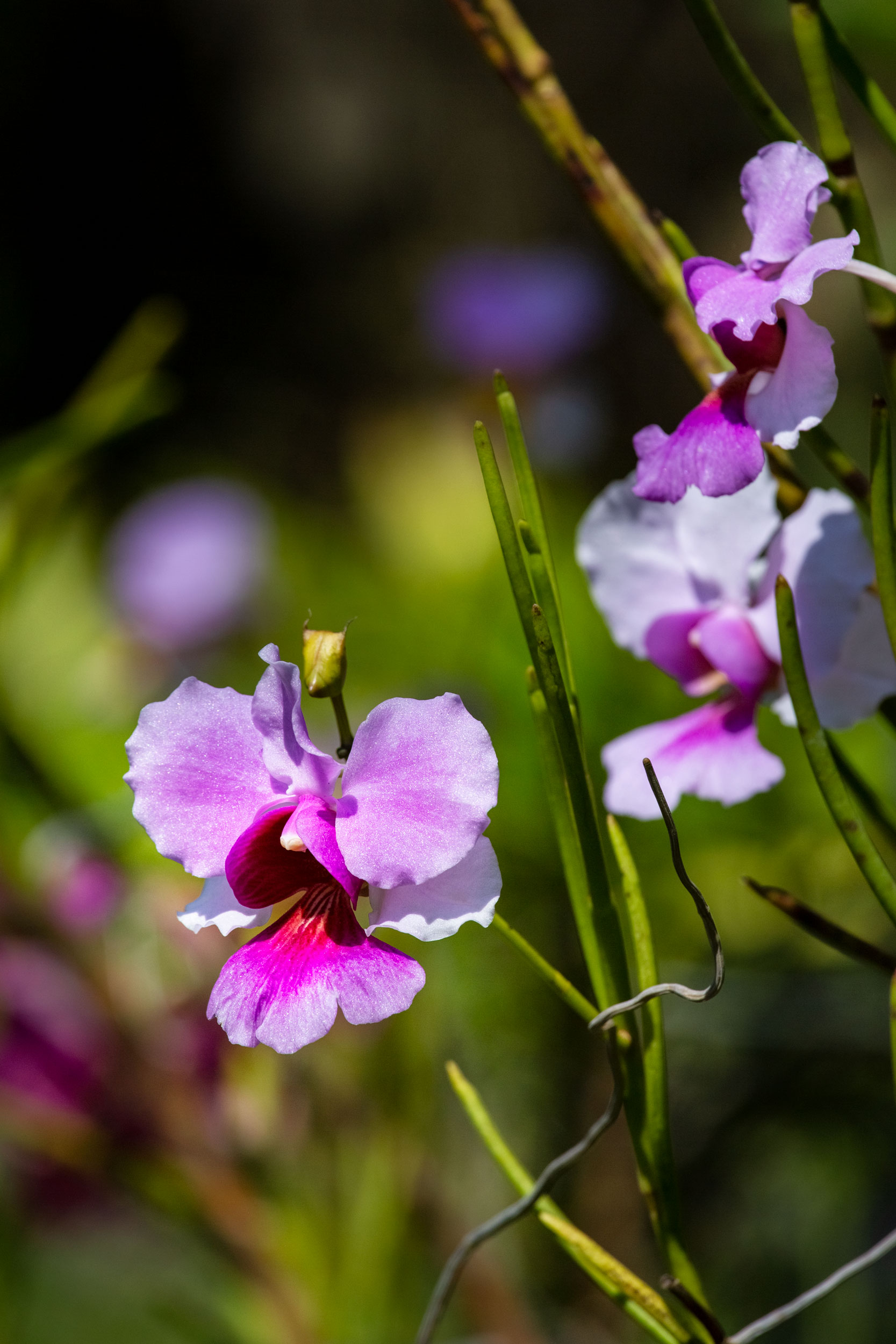 fiji-garden-flower-south-pacific-nature-edb-photography-orchid.jpg