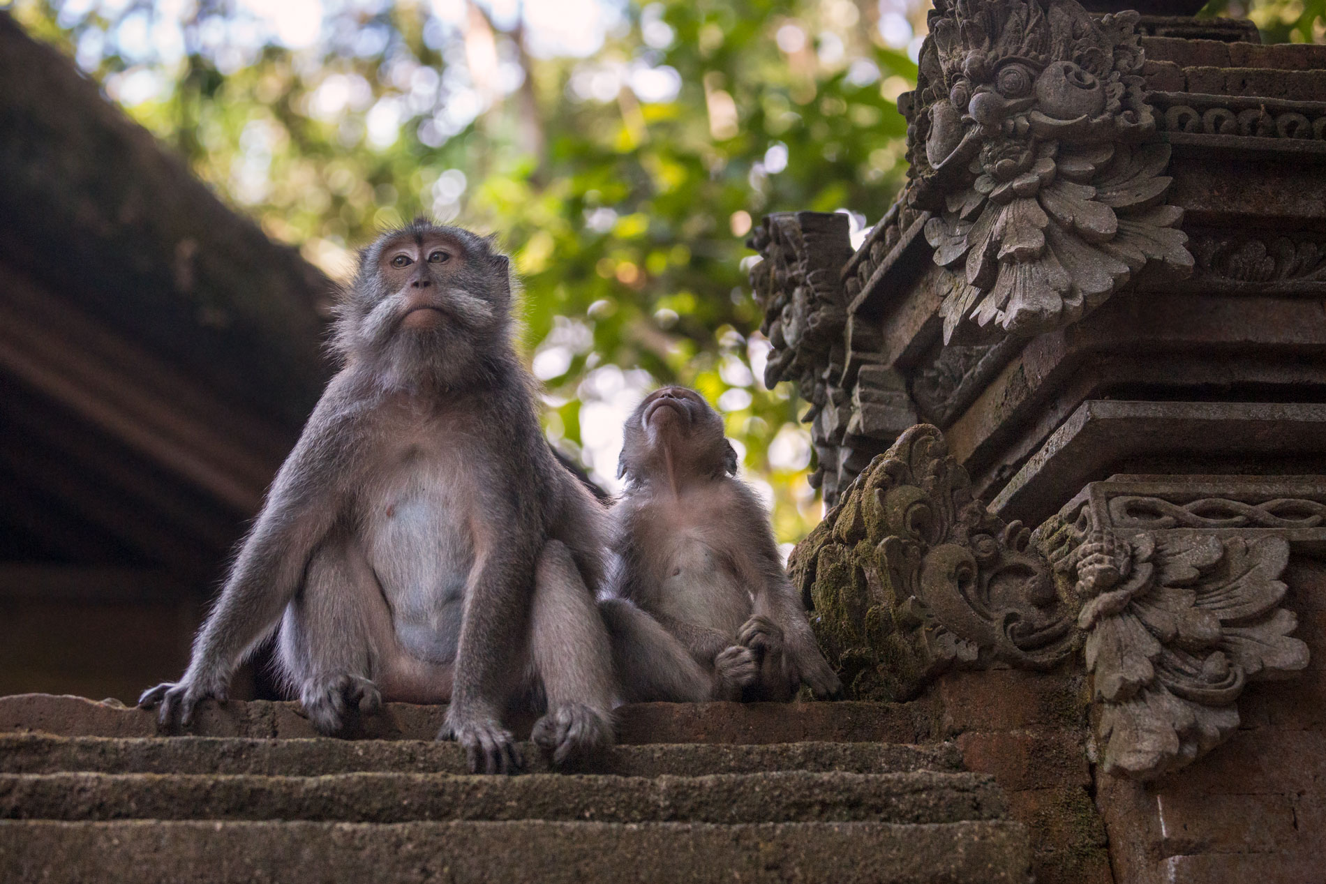bali-mother-baby-monkey-temple-animal-macaque-indonesia-portrait-animal-wildlife.jpg