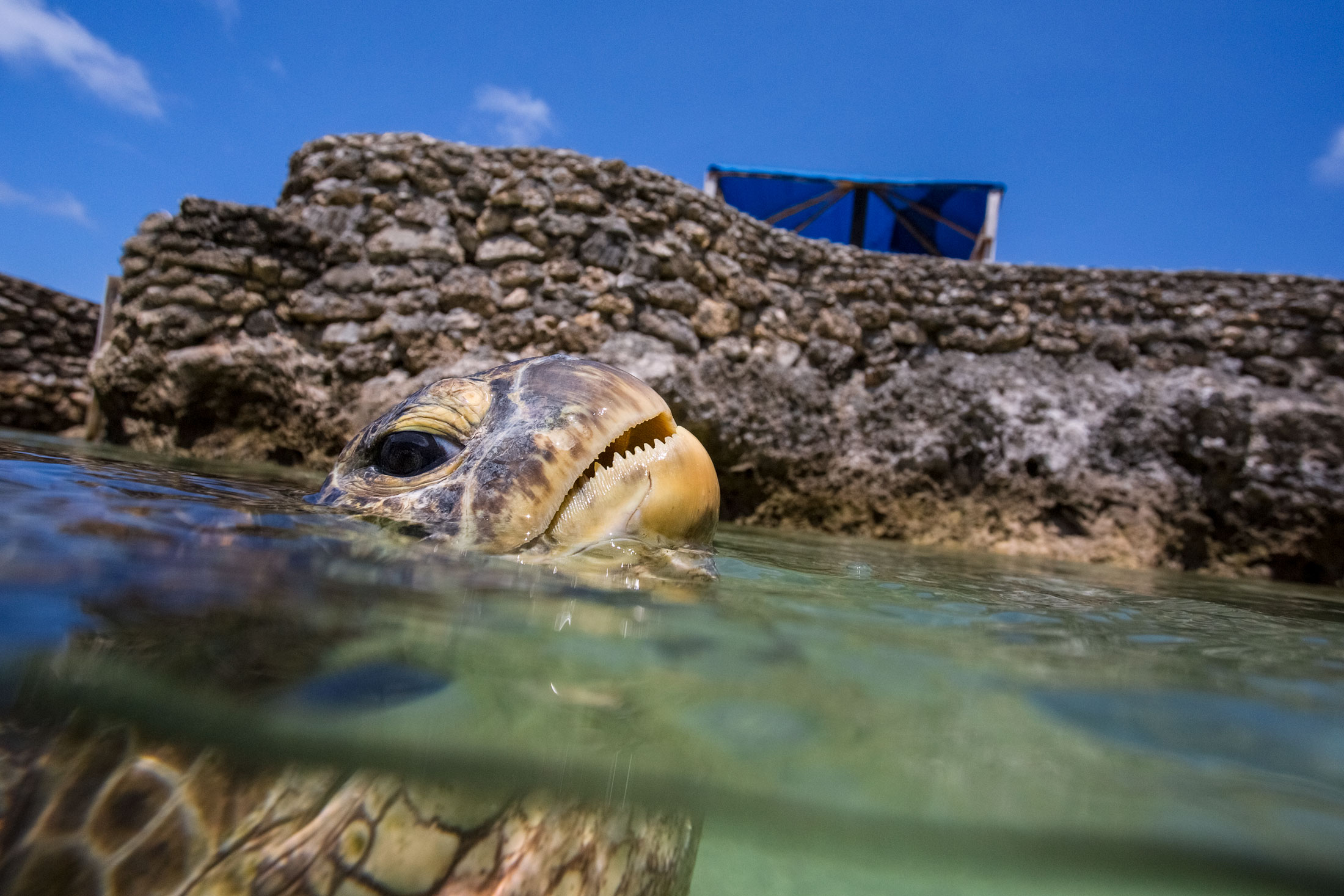 vanuatu-efate-islands-sea-turtles-animal-portrait-underwater-photography-feeding.jpg