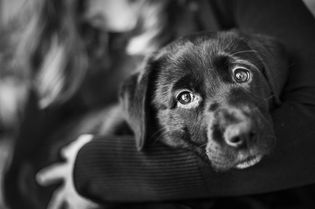 pet-puppy-photography-session-portraits-selwyn
