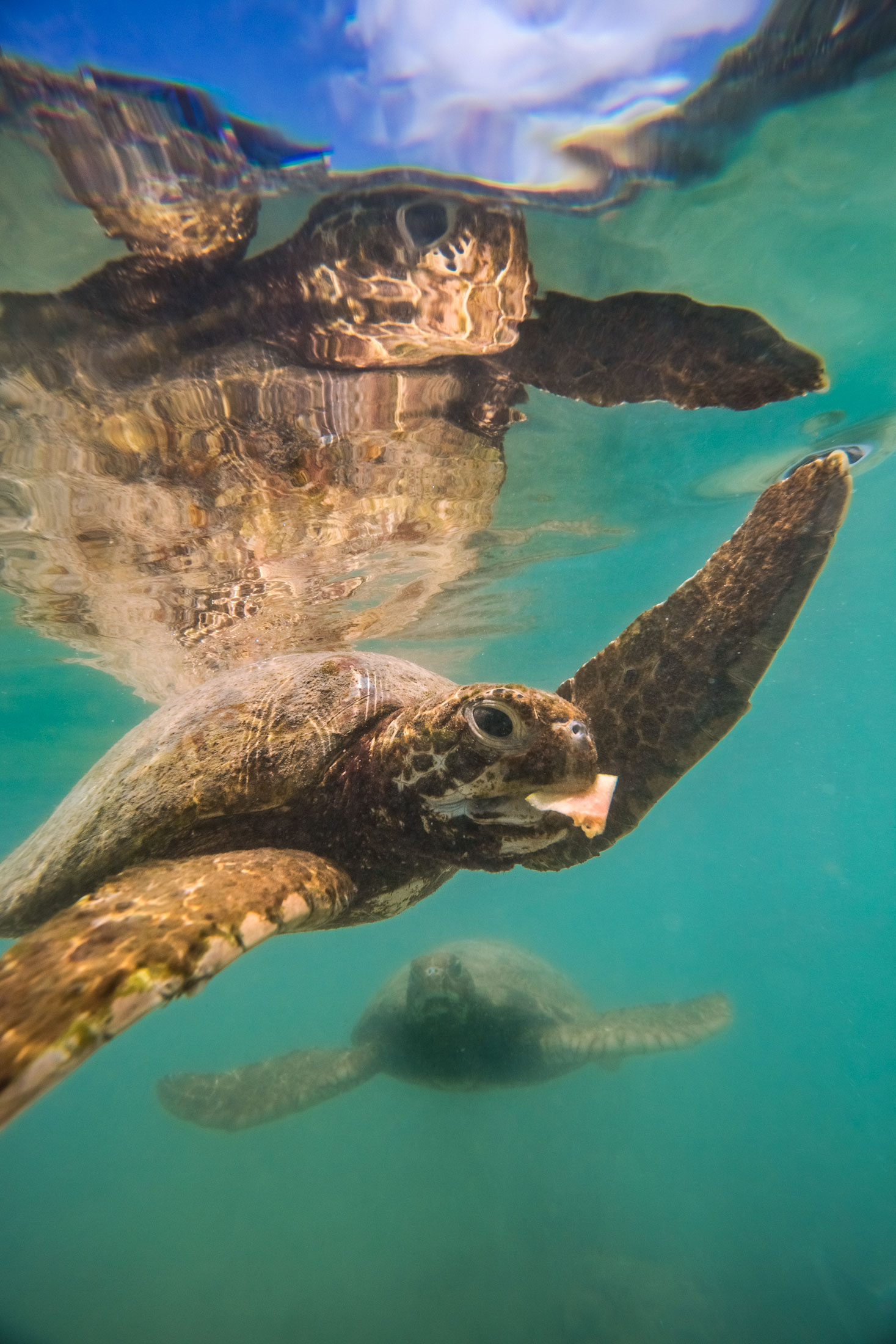 vanuatu-efate-island-sea-turtle-animal-portrait-photography-underwater.jpg