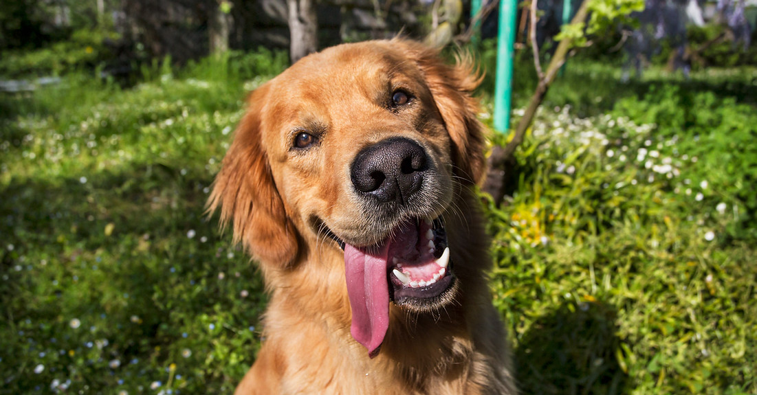 pets-dogs-christchurch-photographer-session-affordable-awarded