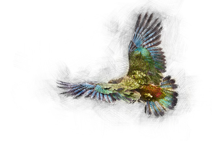 kea-arturs-alps-digital-edb-nz.jpg