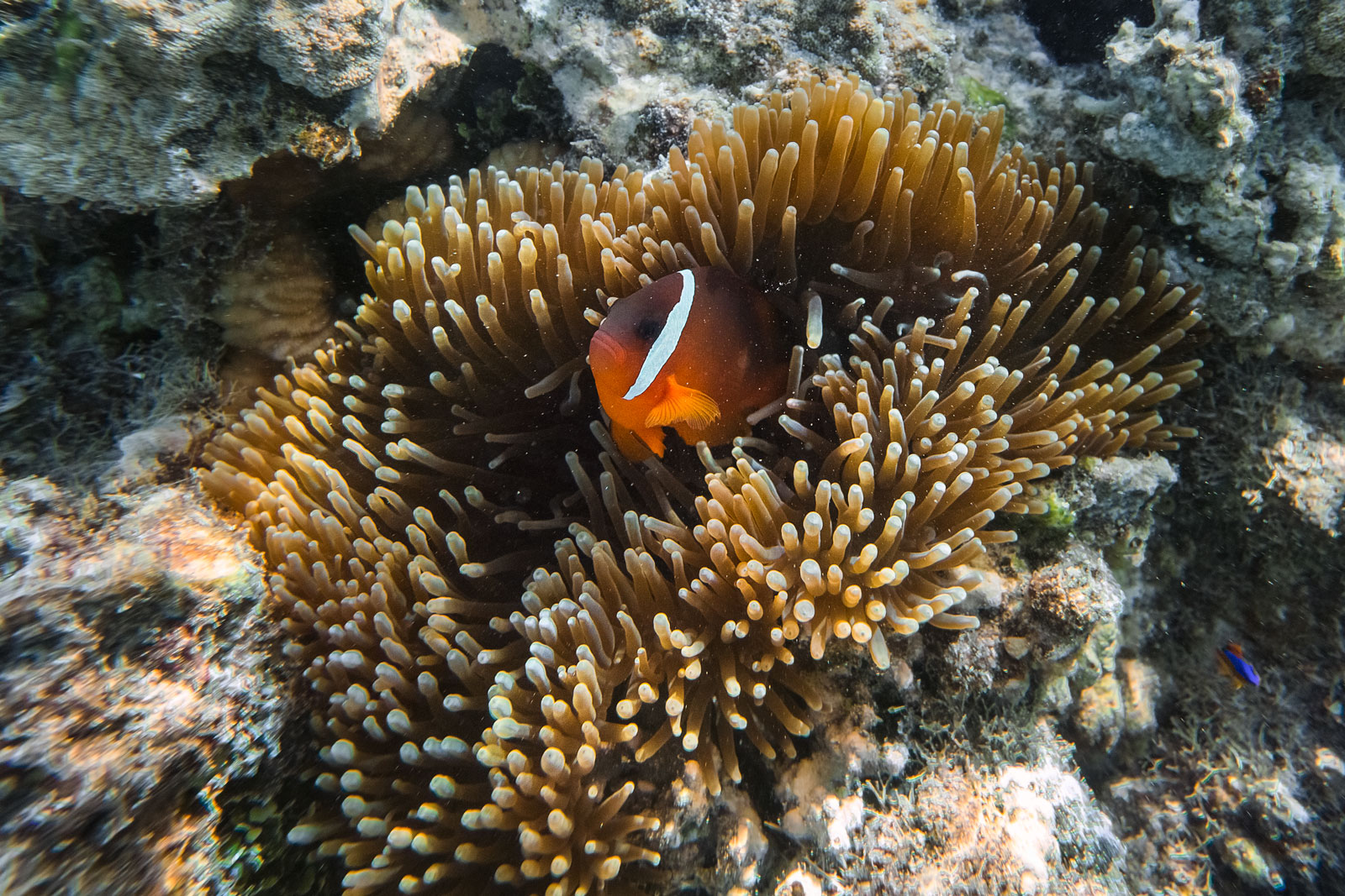 yasawas-islands-fiji-clown-fish-south-pacific-underwater-wildlife-coral-reef-ocean.jpg