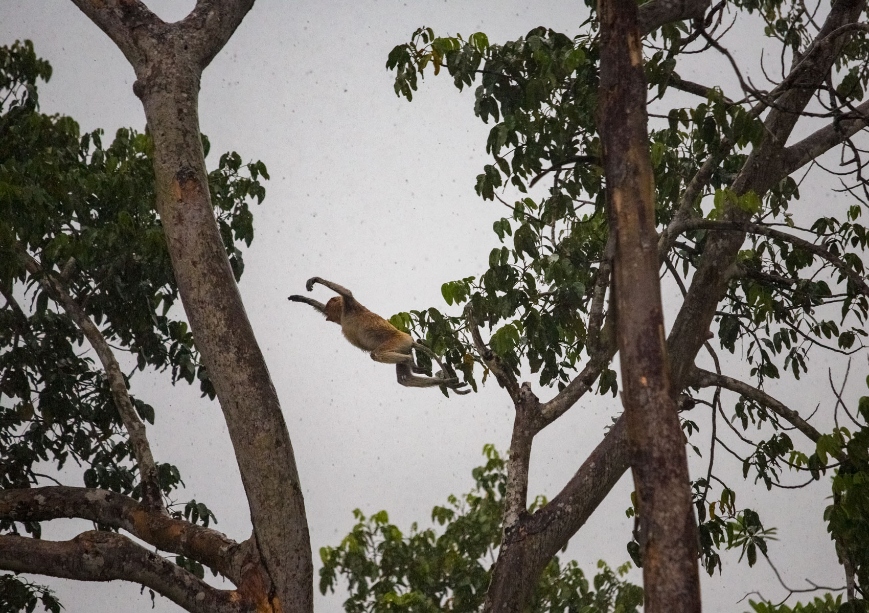 borneo-sabah-proboscis-monkey-forest-wildllife-river-sunset-trees-animal-portrait-jump.jpg