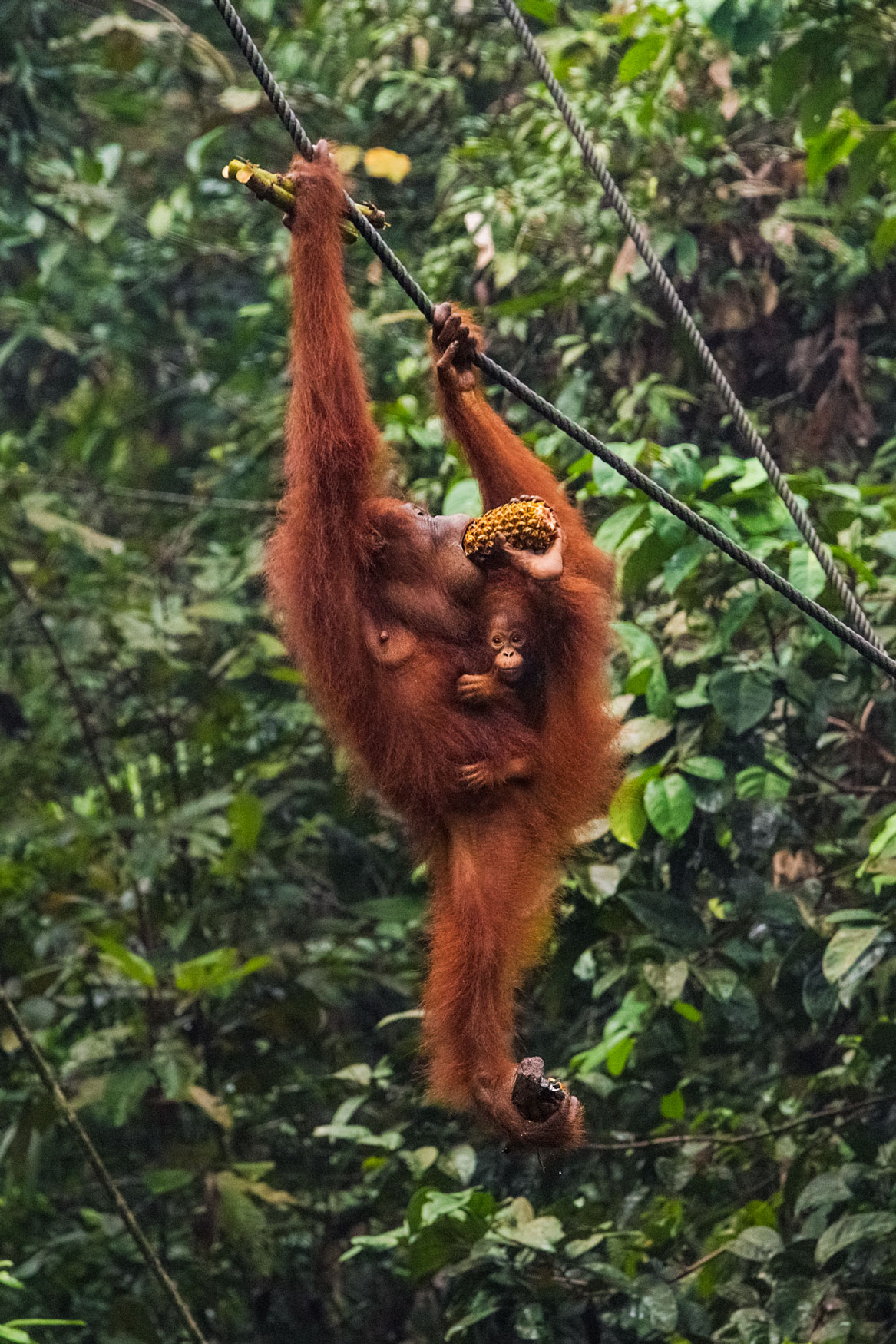 borneo-orangutan-baby-sarawak-malesya-wildlife-rescue-animal-primates-forest.jpg