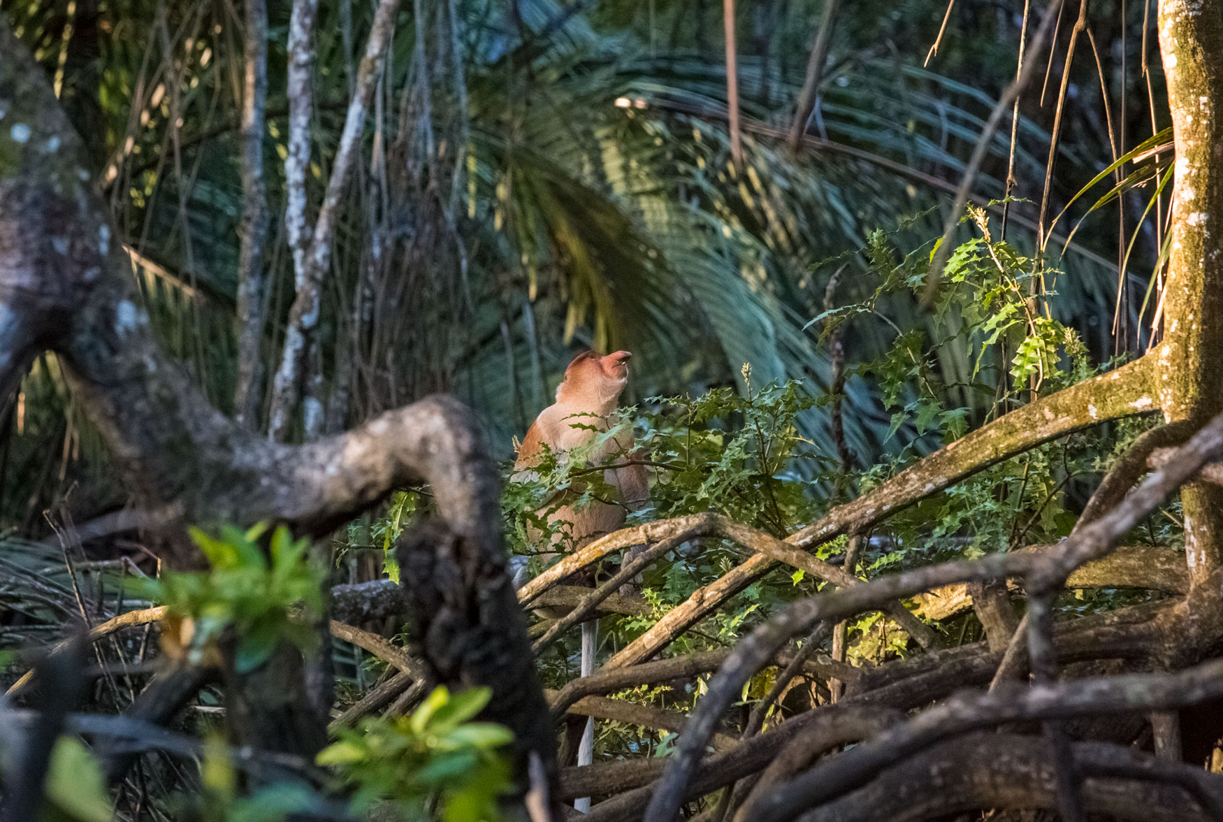 brunei-proboscis-monkey-forest-wildllife-river-sunset-trees-animal-portraits.jpg