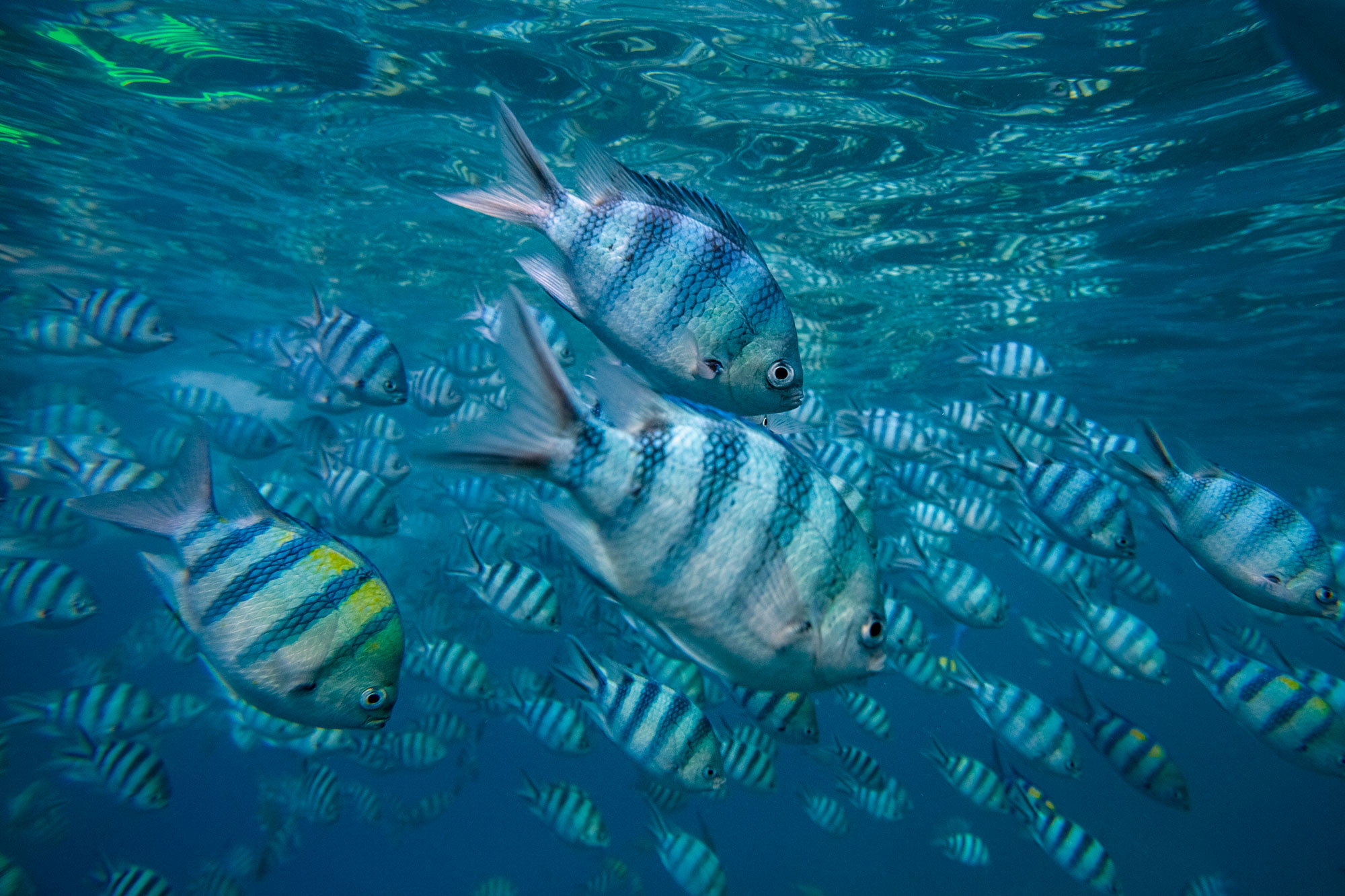 yasawas-islands-fiji-fish-south-pacific-underwater-photography-reef-corals-wildlife-seasca