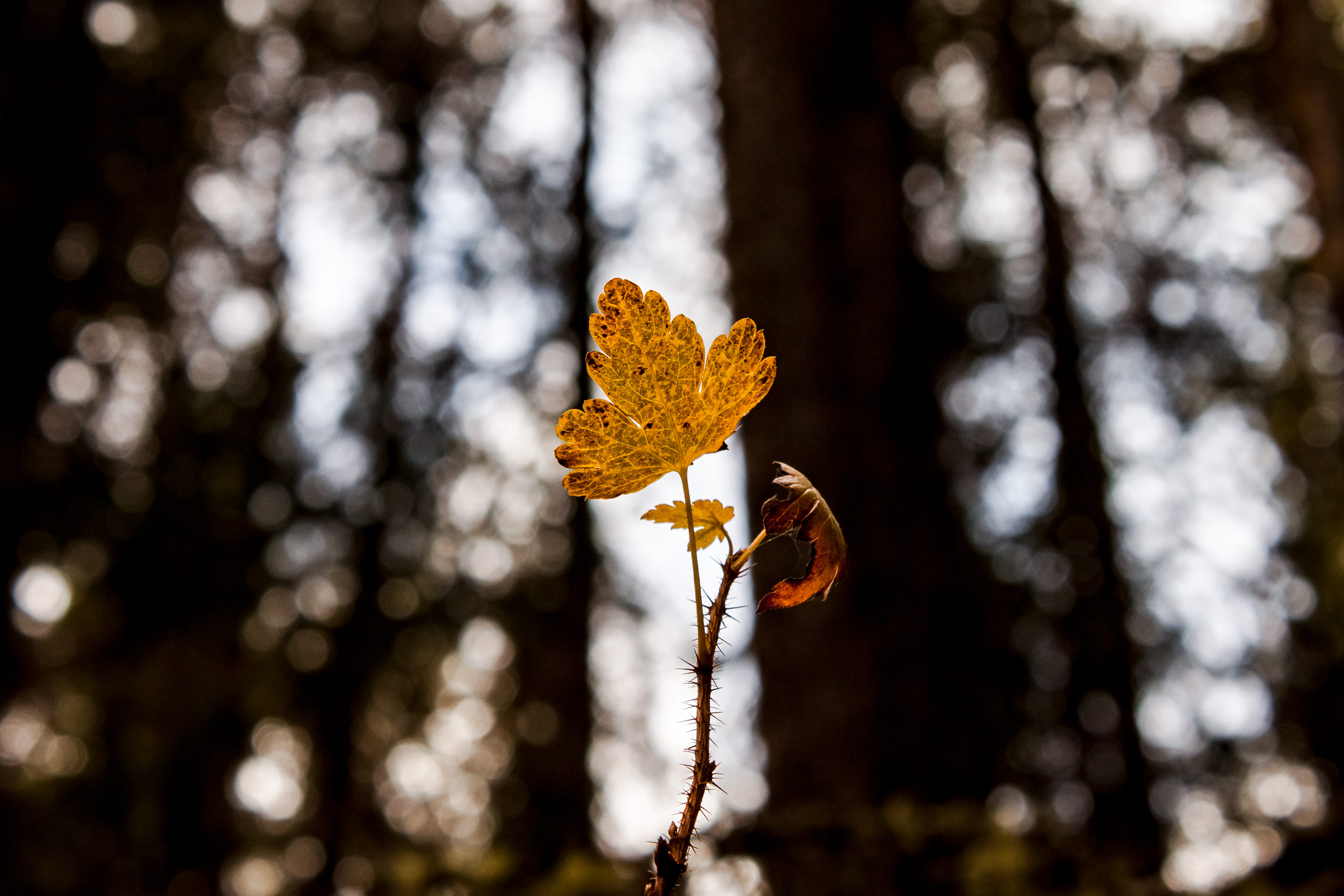 canada-autumn-britishcolumbia-yellow-leaf.jpg