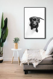 edb-pet-photography-fineart-prints-dogs-animal-home-decor-christchurch.jpg