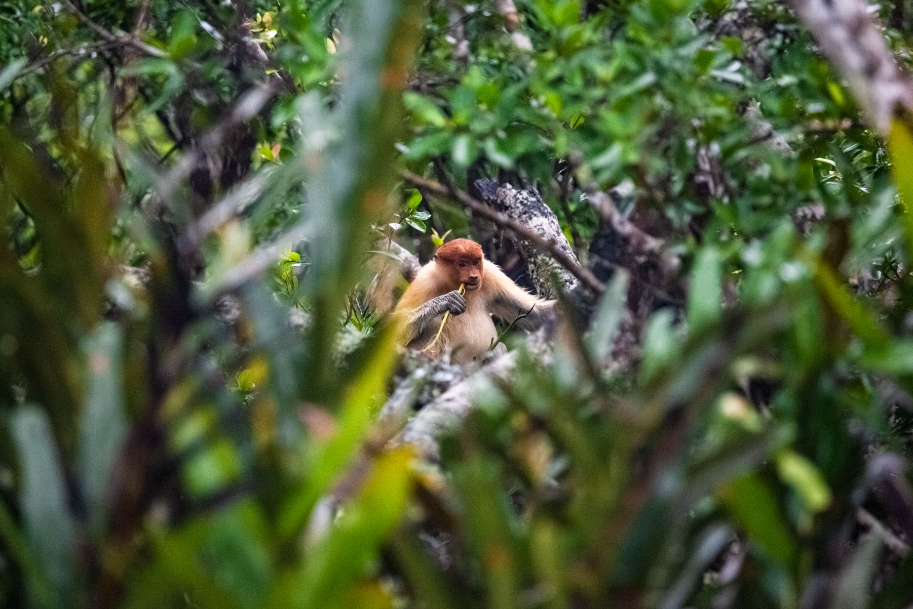 borneo-sabah-proboscis-monkey-forest-wildllife-river-sunset-trees-animal-meal.jpg