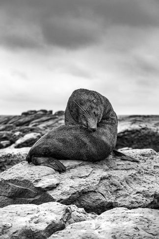 Kaikoura seals photography fine-art print wildlife