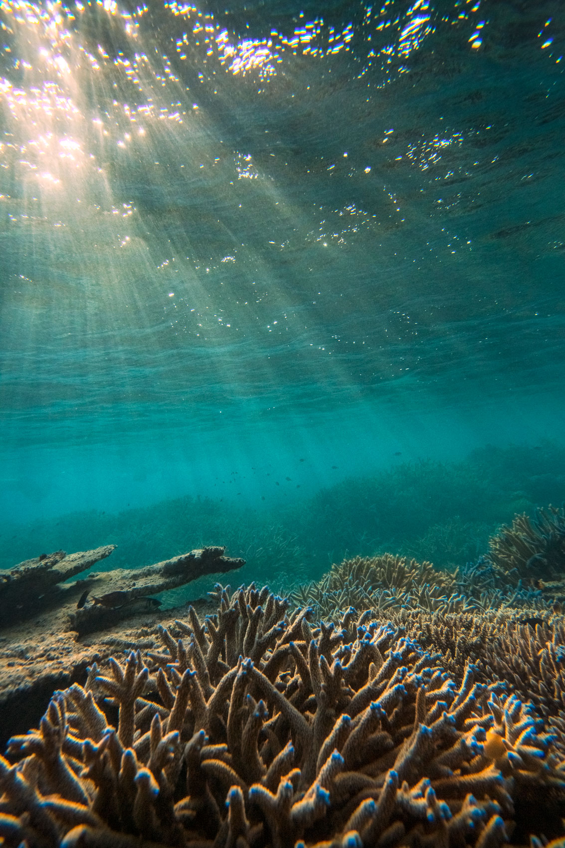 yasawas-island-fiji-south-pacific-underwater-sunrise-reef-corals-light-seascape.jpg
