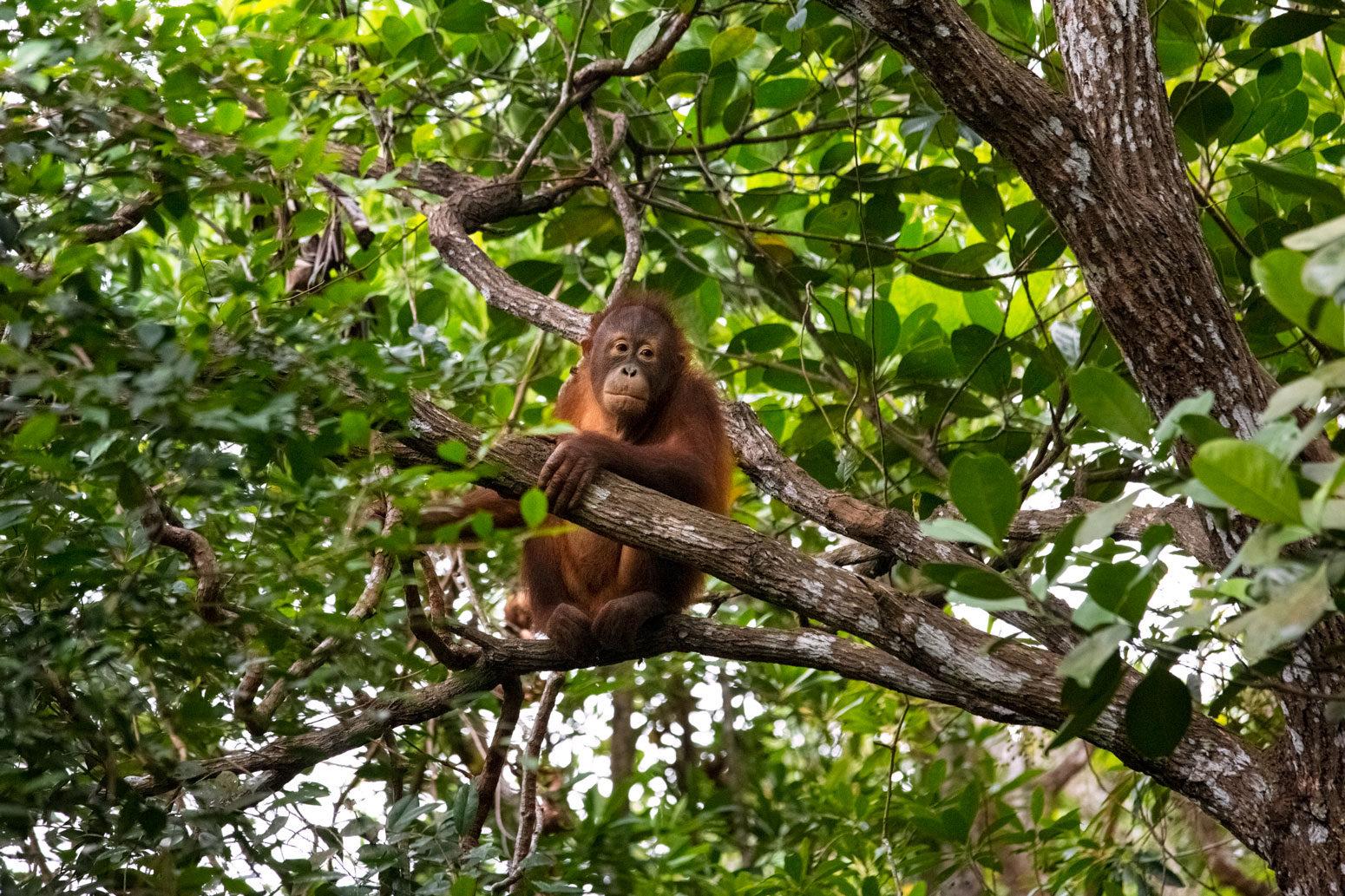 borneo-sabah-orangutan-forest-wildllife-treetop-animal-portrait.jpg