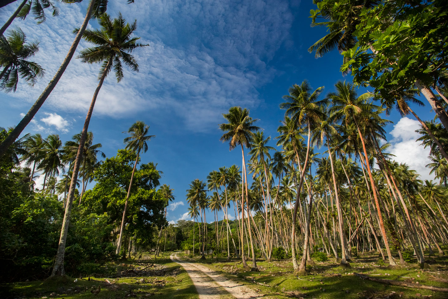 vanuatu-pentecost-island-ocean-nature-palm-tree-jungle.jpg
