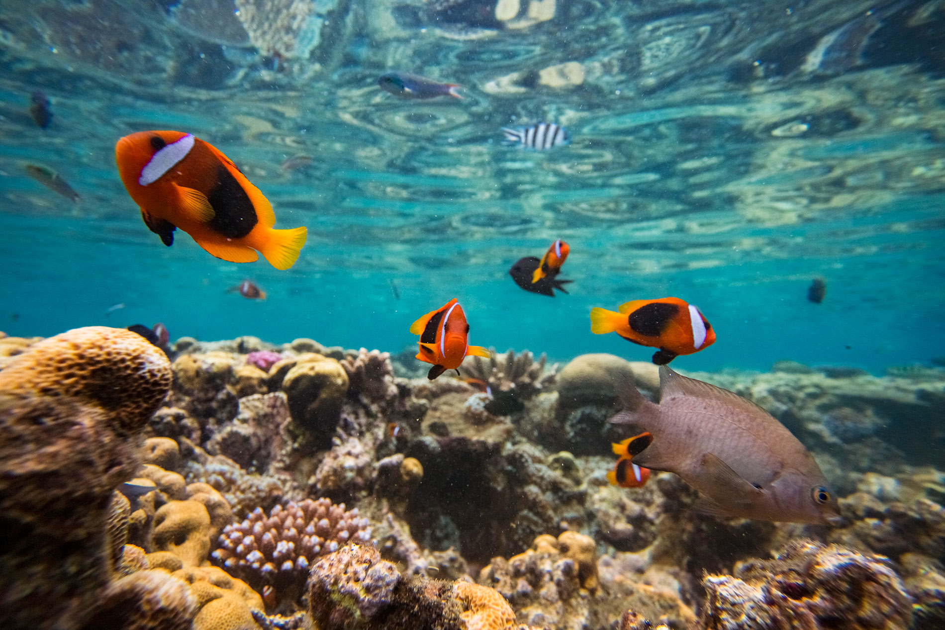 vanuatu-espiritu-santo-mele-island-hideaway-reef-corals-clown-fish-underwater-aquarium-nat