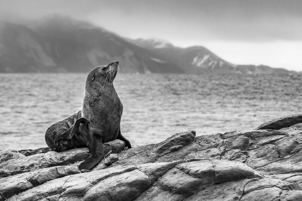 wildlife photography of a seal in kaikoura new zealand from edb photography lab