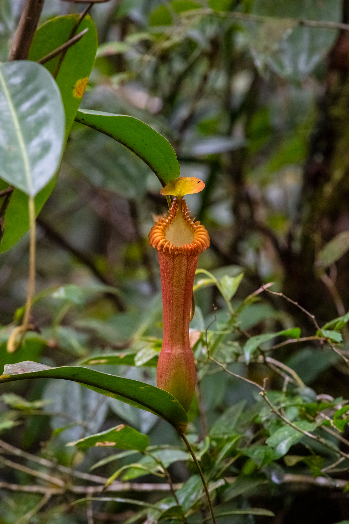 borneo-sabah-jungle-nepenthes-plant-forest-wild-photography--.jpg