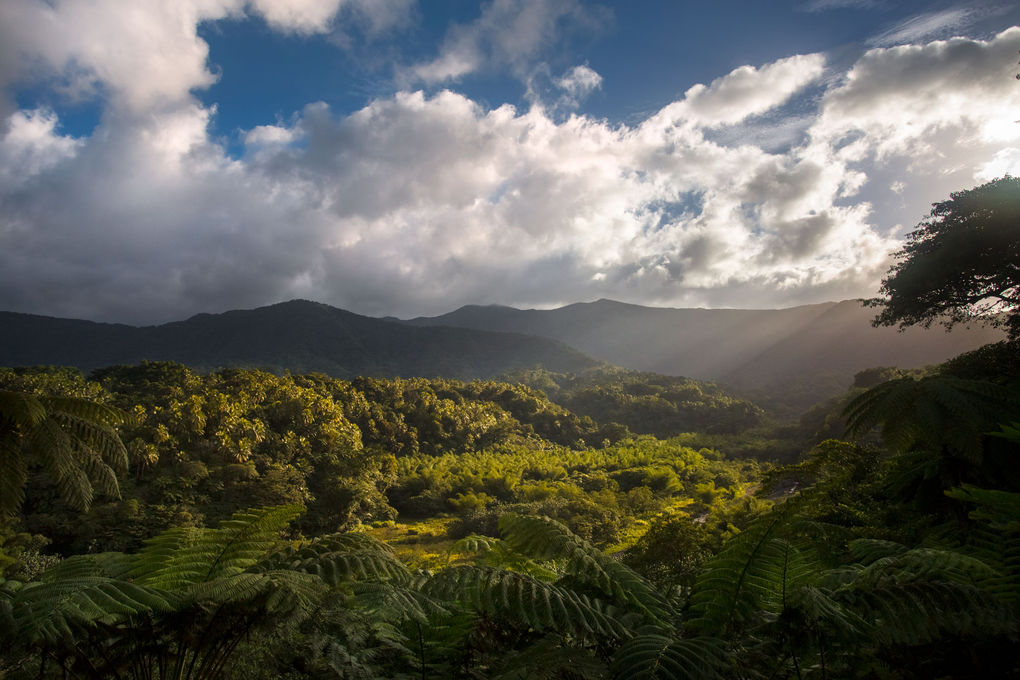 vanuatu-tanna-island-nature-sunset-yasur-volcano-eruption-landscape-photography-trees.jpg