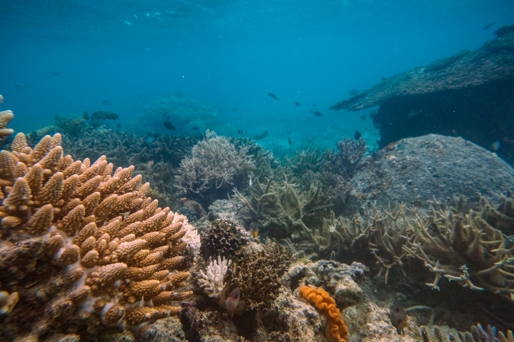 yasawas-island-archipelagos-fiji-fish-south-pacific-underwater-sunrise-reef-corals-ocean-s