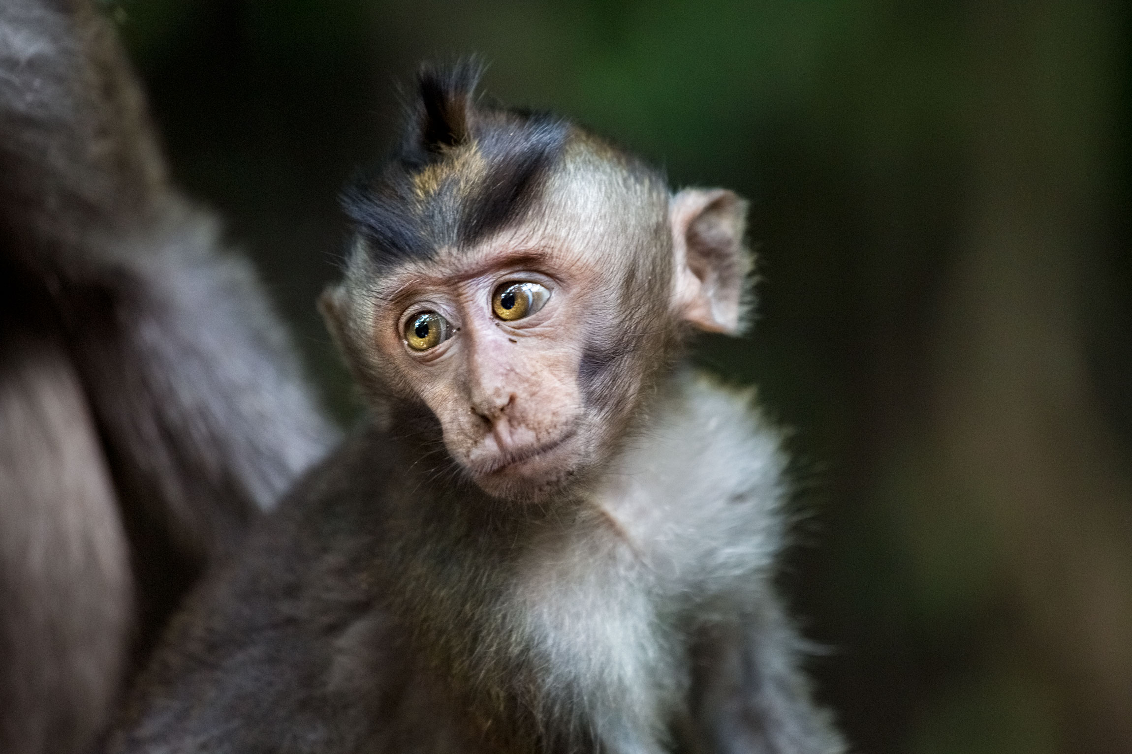 bali-uluwatu-baby-monkey-temple-animal-macaque-indonesia-portrait-animal-wildlife.jpg