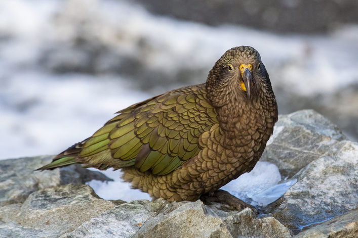 kea-portrait-photography-new-zealand-animal-snow-winter