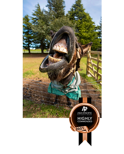EDB-Photography-LAB-award-dunkey-funny-pet-photographer-NZ.png